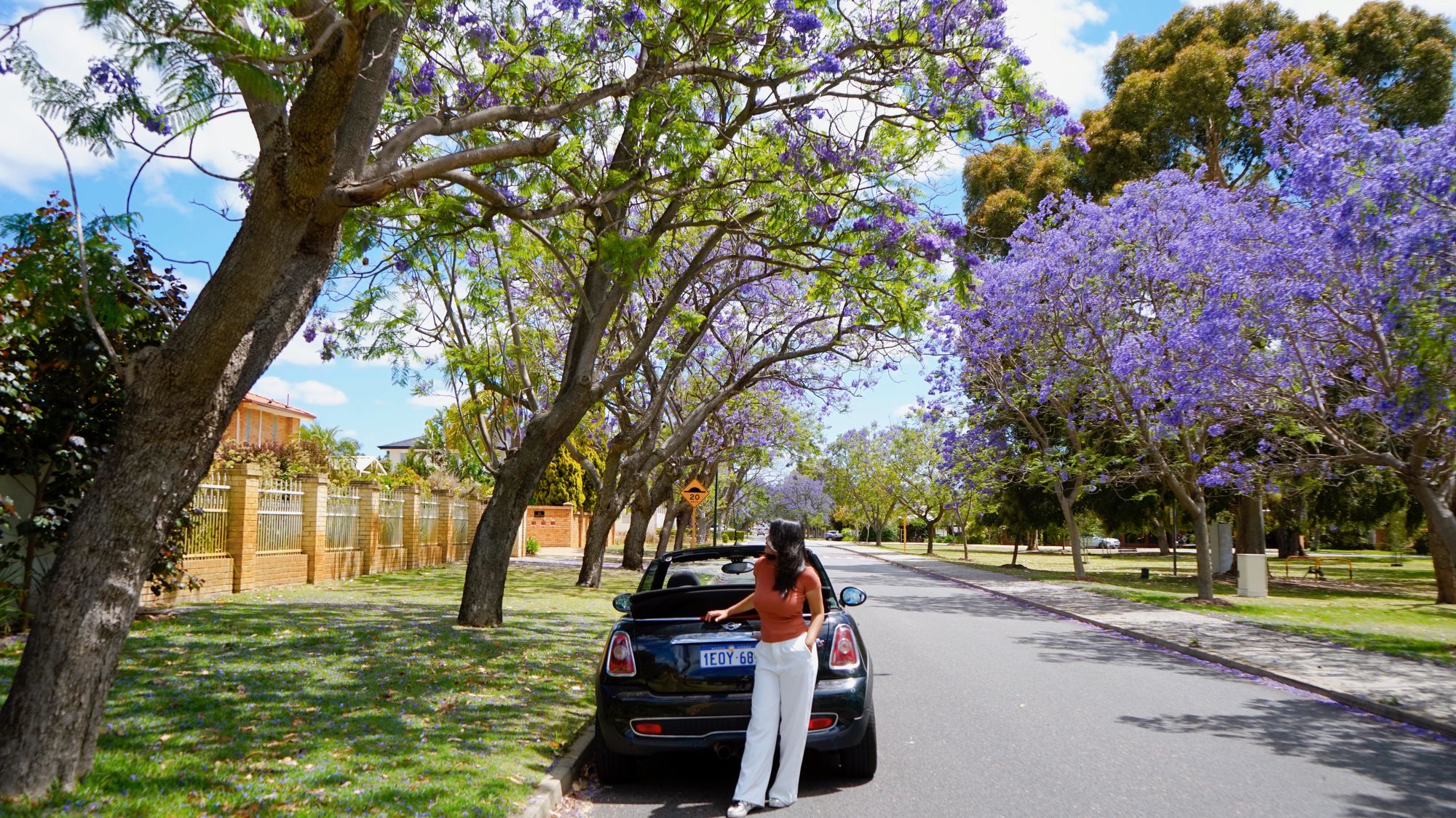 Best Location Jacaranda Bloom in Perth